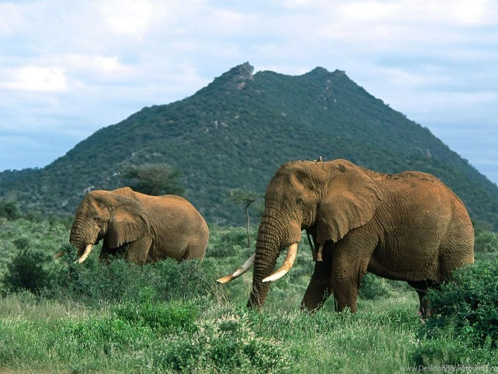 African Elephant Wallpapers Picture Animals Town