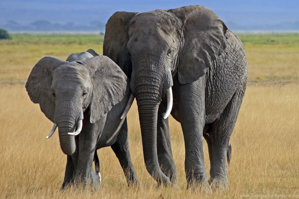 African Elephant Animal Backgrounds Wallpapers Zibrato