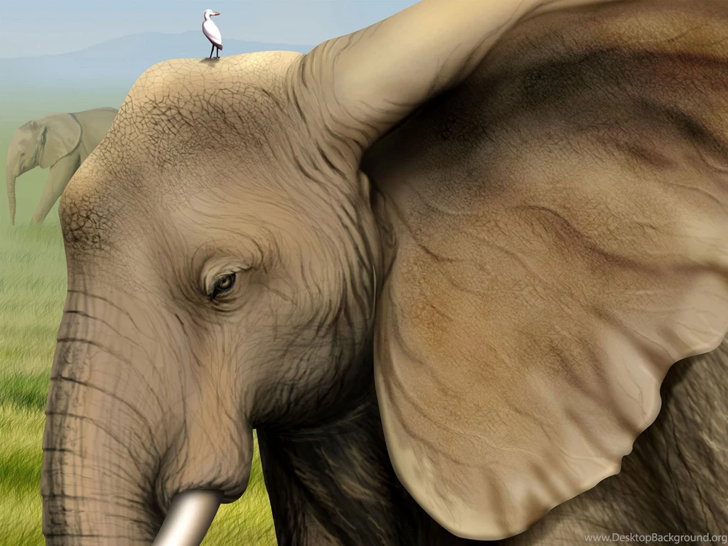 African, Elephant Wallpapers – Yoyowall.com