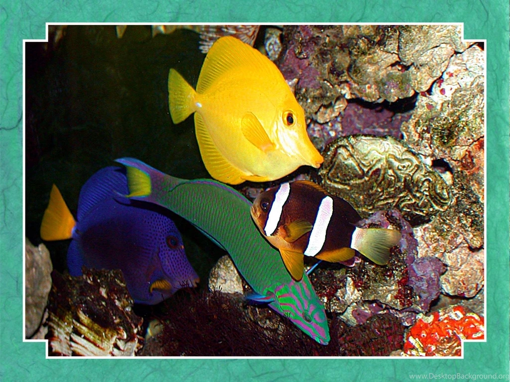 Tropical Fish Wallpapers Fish Wallpapers (5413030) Fanpop