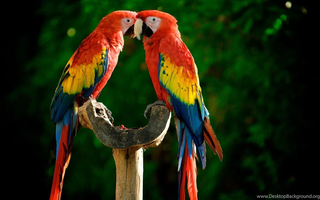 Scarlet Macaw Parrots Wallpapers , New Wallpapers, New Wallpapers