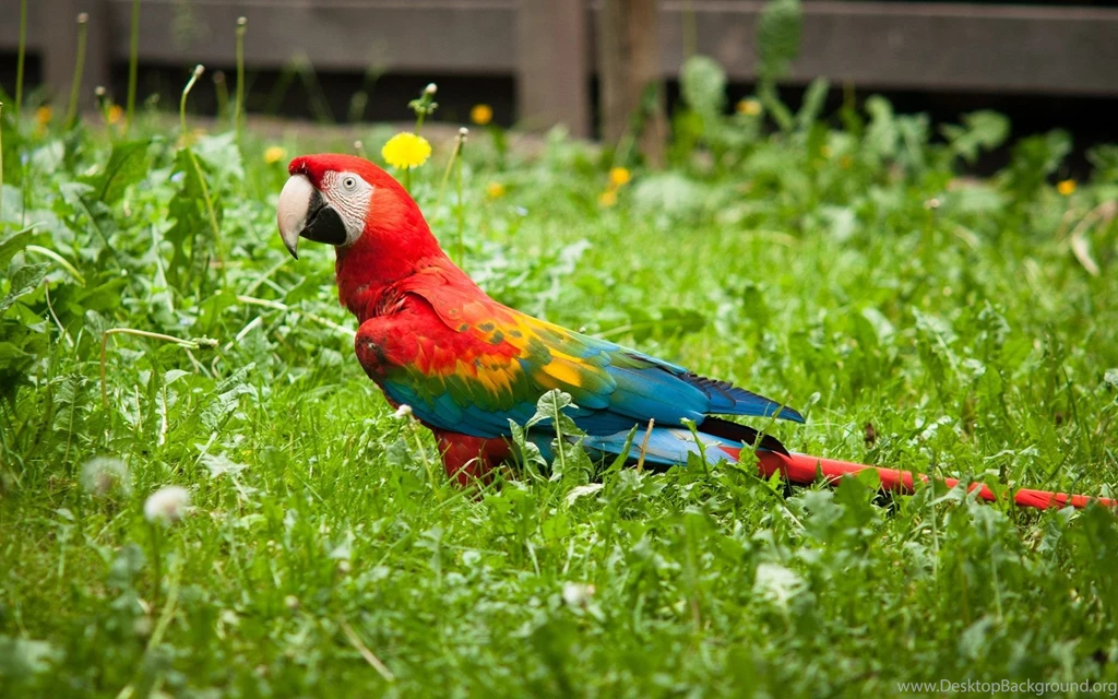 Cute Macaw Parrot Desktop HD Wallpapers