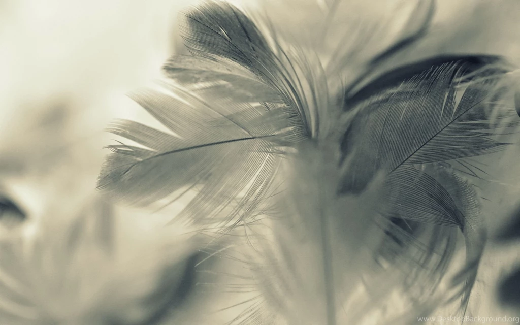 53 Feather HD Wallpapers