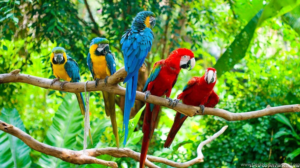 Macaw Wallpapers Wallpapers Cave