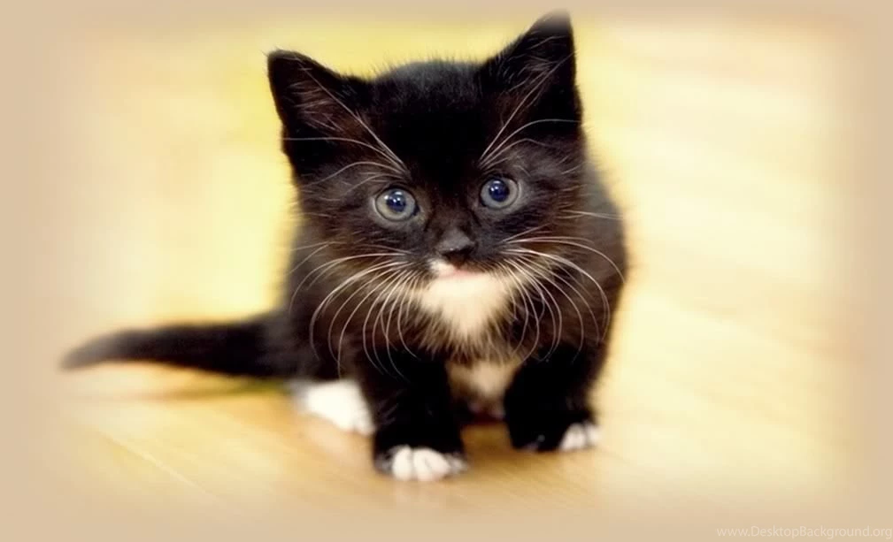 Aocatihir: Funny Cats Wallpapers