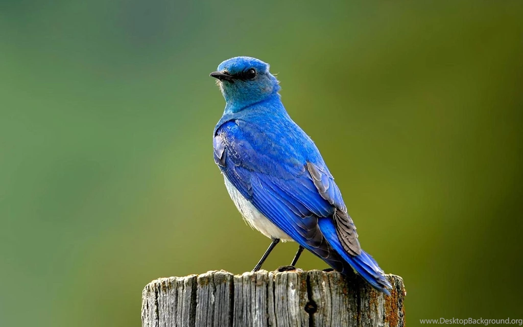 Bluebird Wallpapers Animals Town