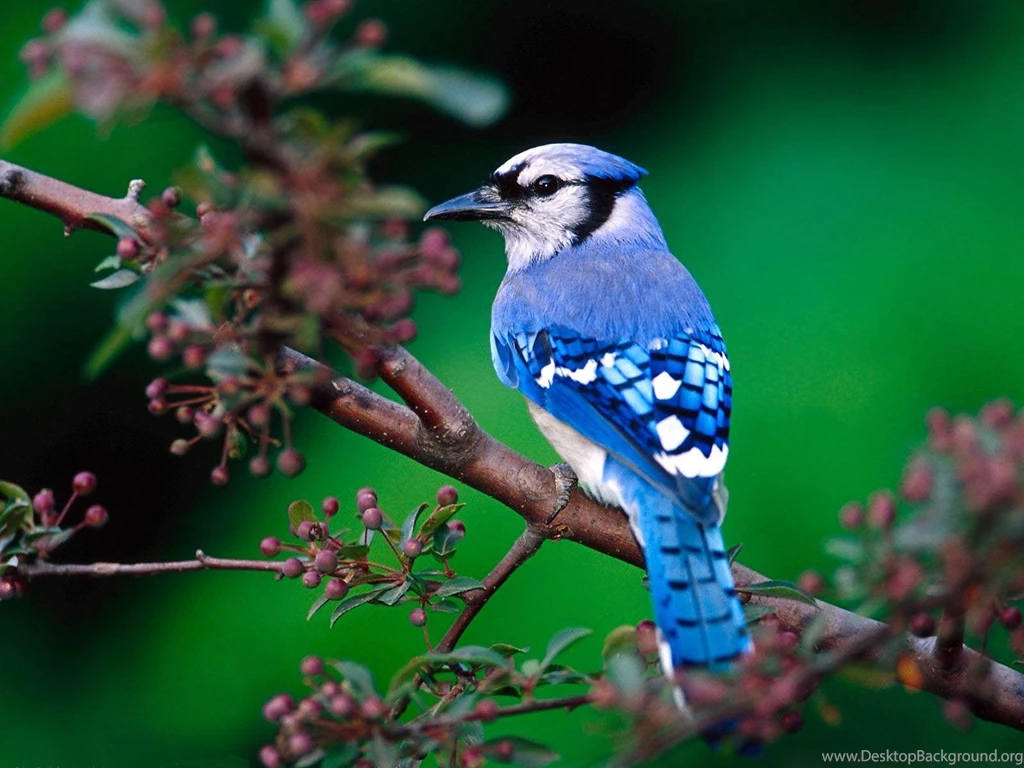 Bluebird Wallpapers Animals Town