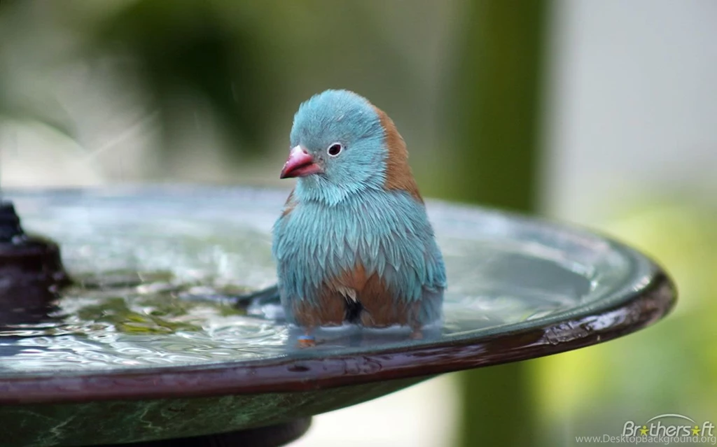 Download Free Free Blue Bird Bath Wallpaper, Free Blue Bird Bath ...
