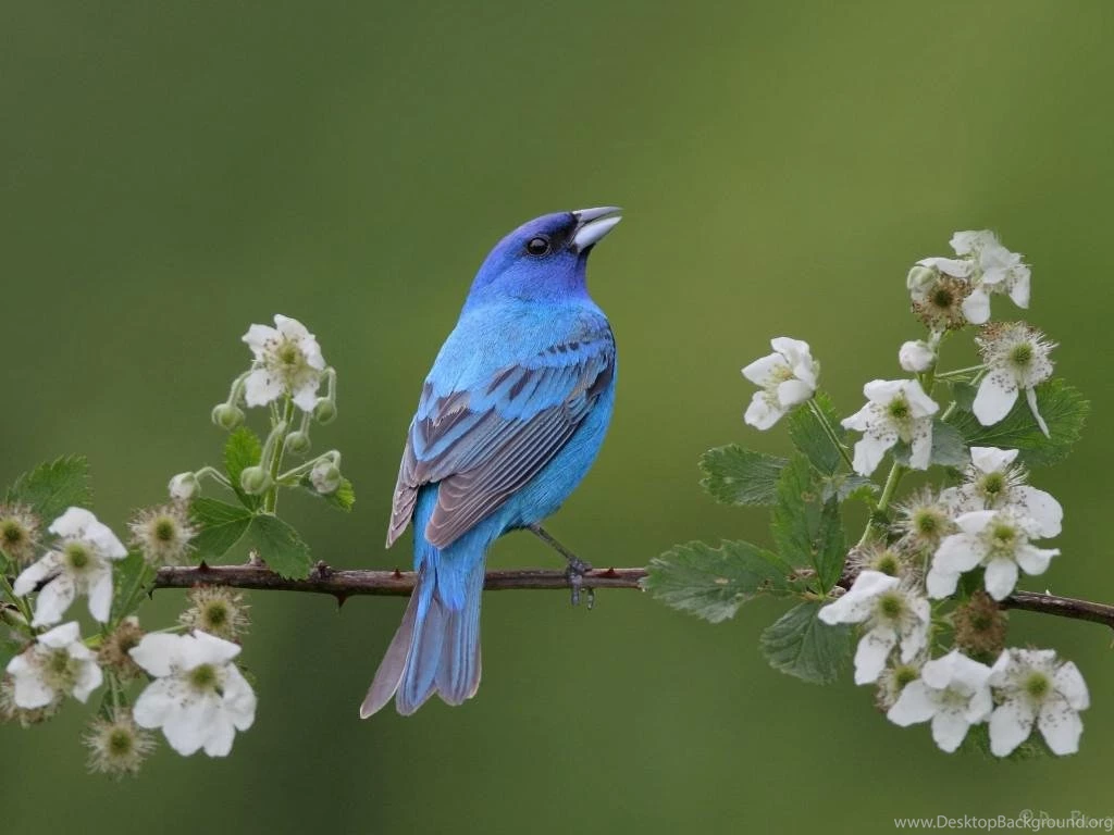BLUE BIRD WALLPAPER (