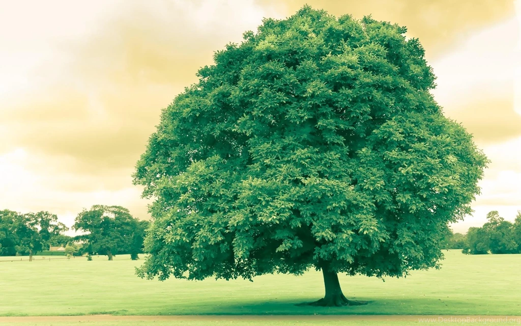 Tree Wallpapers Full Hd Wallpapers Search