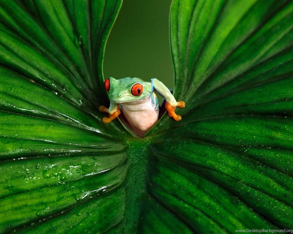 Desktop Wallpapers · Gallery · Animals · Red Eyed Tree Frog ...