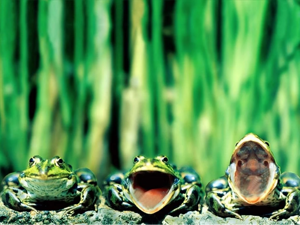 Three Frogs Wallpapers And Images Wallpapers, Pictures, Photos