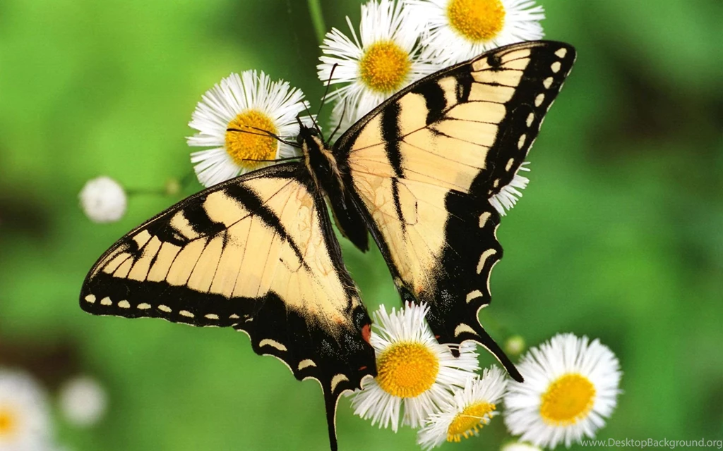 Desktop butterfly wallpapers download.jpg