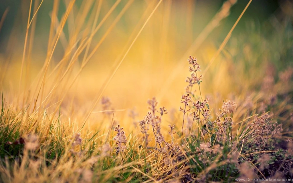 Plants, Summer, Photo, Picture, Grass, Sunset, Nature, Hd, Wallpapers