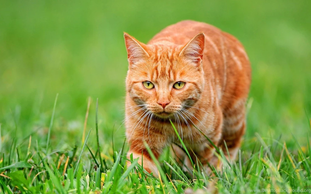 Orange Cat HD Wallpapers, Orange Cat Images Free, New Wallpapers