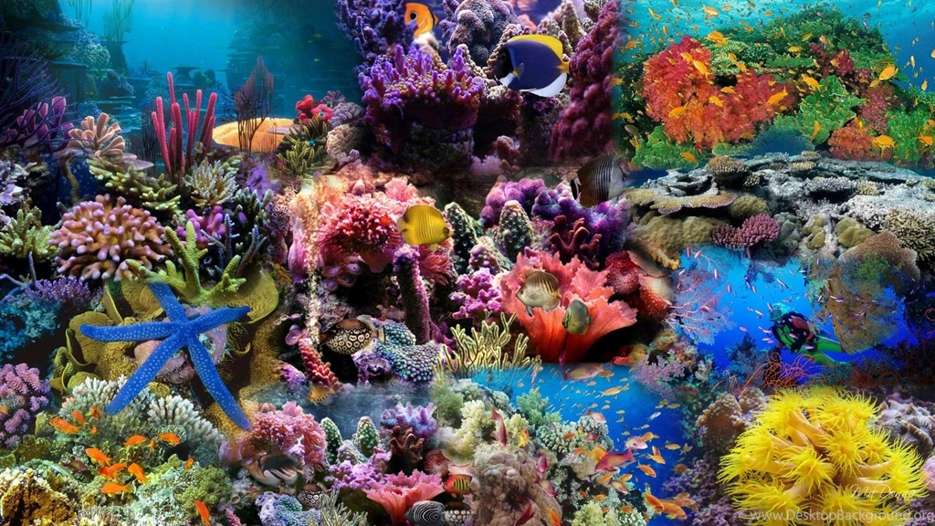 Nature: Aquarium Wallpapers, Aquarium Pictures, Aquarium Photos ...