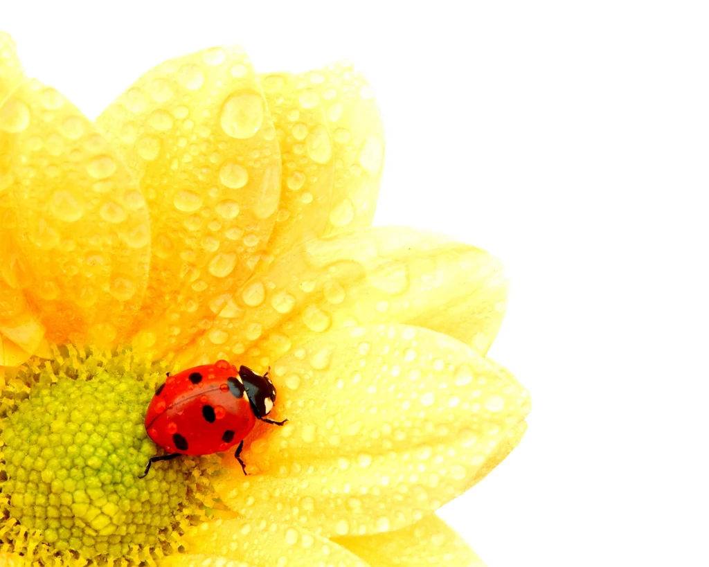 Ladybug On Flower (