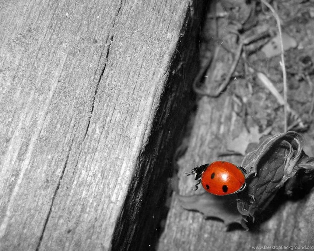 Lady Bug Wallpapers, Lady Bug Myspace Backgrounds, Lady Bug ...
