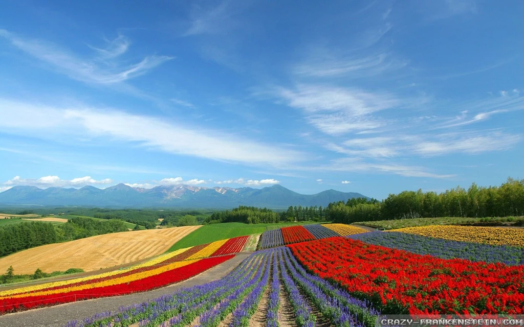 Colorful Scenery Wallpaper Tulips HD Image Crops Picture.jpg