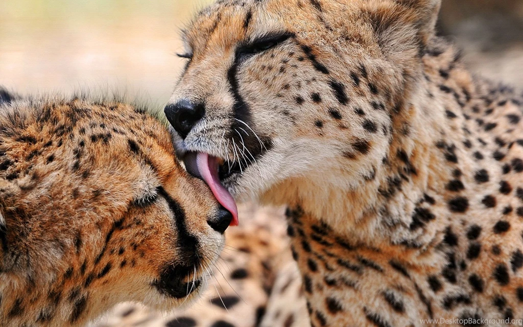 Cheetah Computer Wallpapers, Desktop Backgrounds