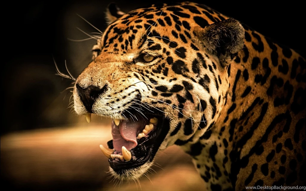 Cheetah Wallpapers HD Backgrounds Download Desktop • IPhones Wallpapers