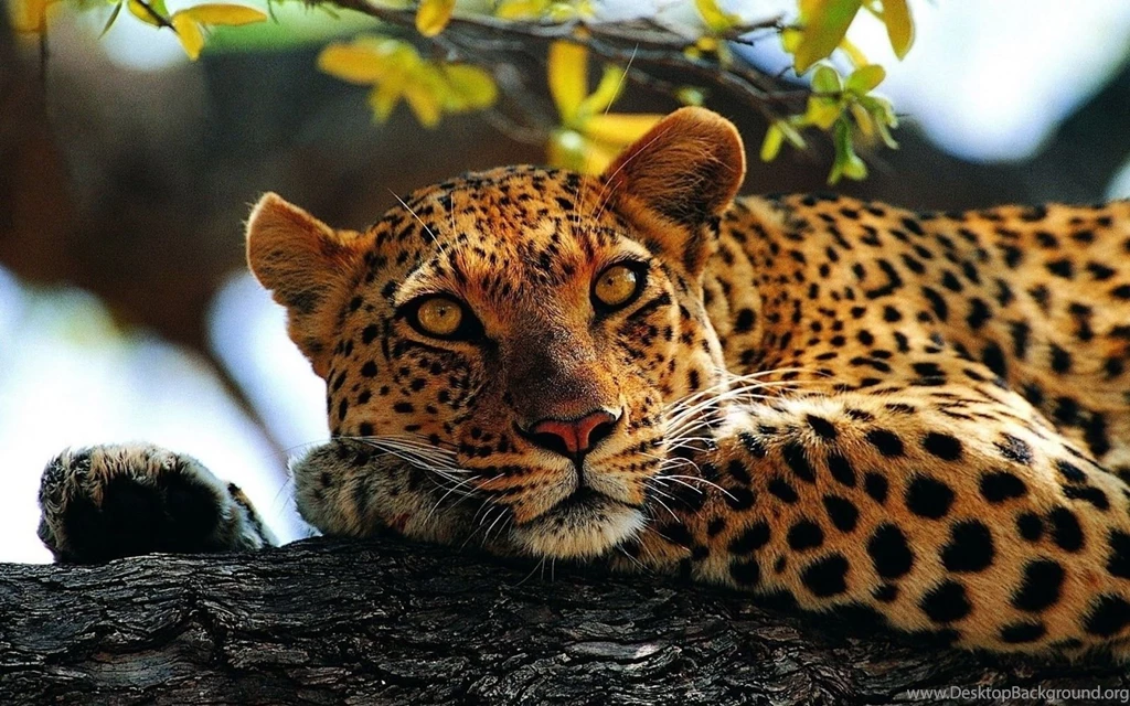 Best Car 2015: Cheetah Wallpapers