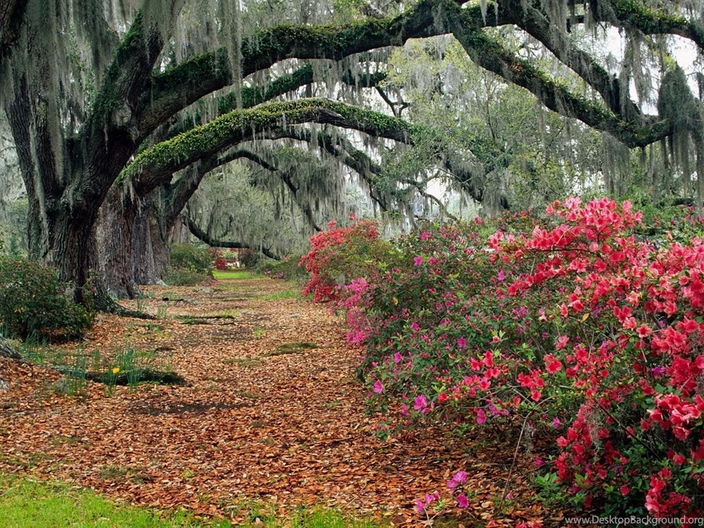 1280x960 Azaleas And Live Oaks Desktop PC And Mac Wallpapers