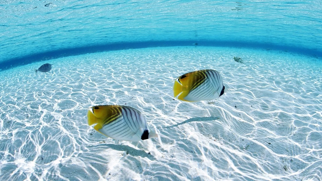 Wallpapers Wallpapers Animals Search Desktop Tropical Fish ...