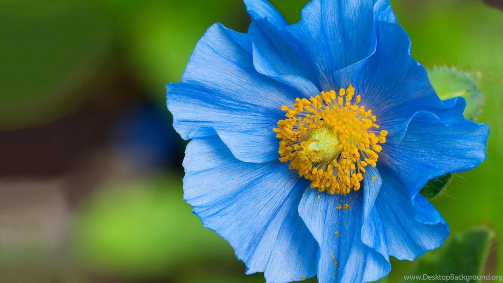 Flower Wallpapers Dr. Odd