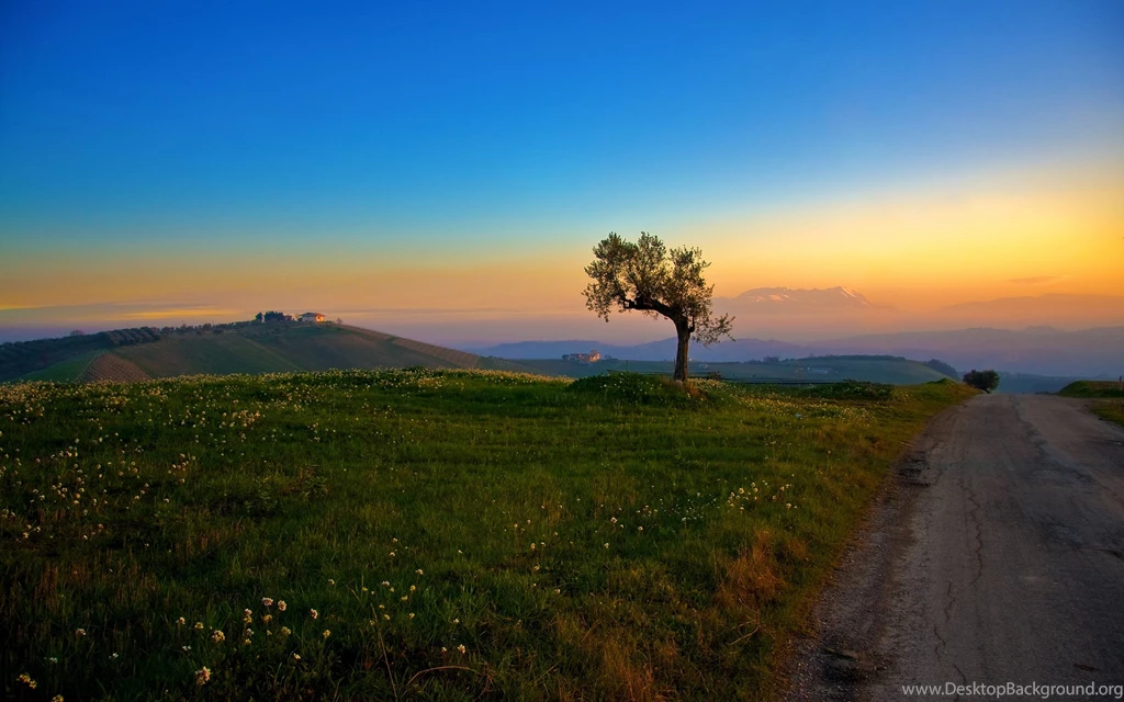 Sunset Landscapes Nature Trees Fields Blue Sky Wallpapers (