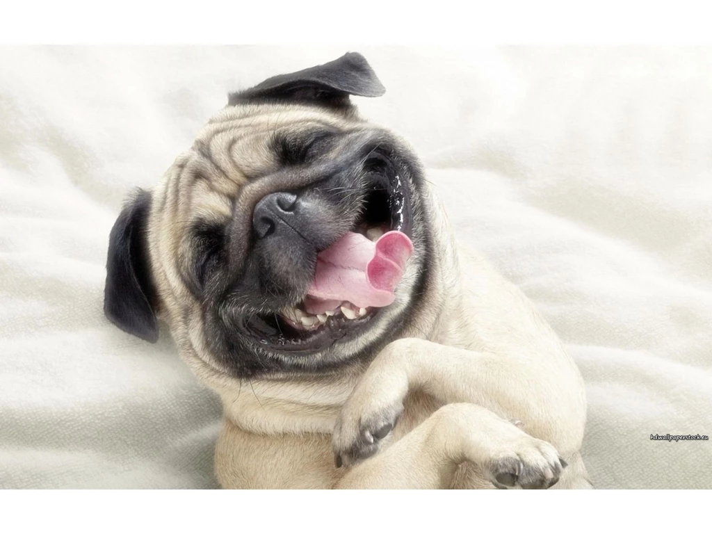 Funny Dog Backgrounds 9 Cool Hd Wallpapers Funnypicture.org