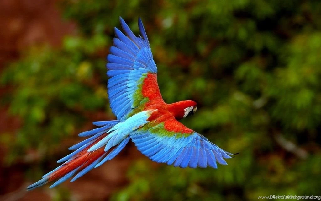 Beautiful Bird Hd Wallpapers