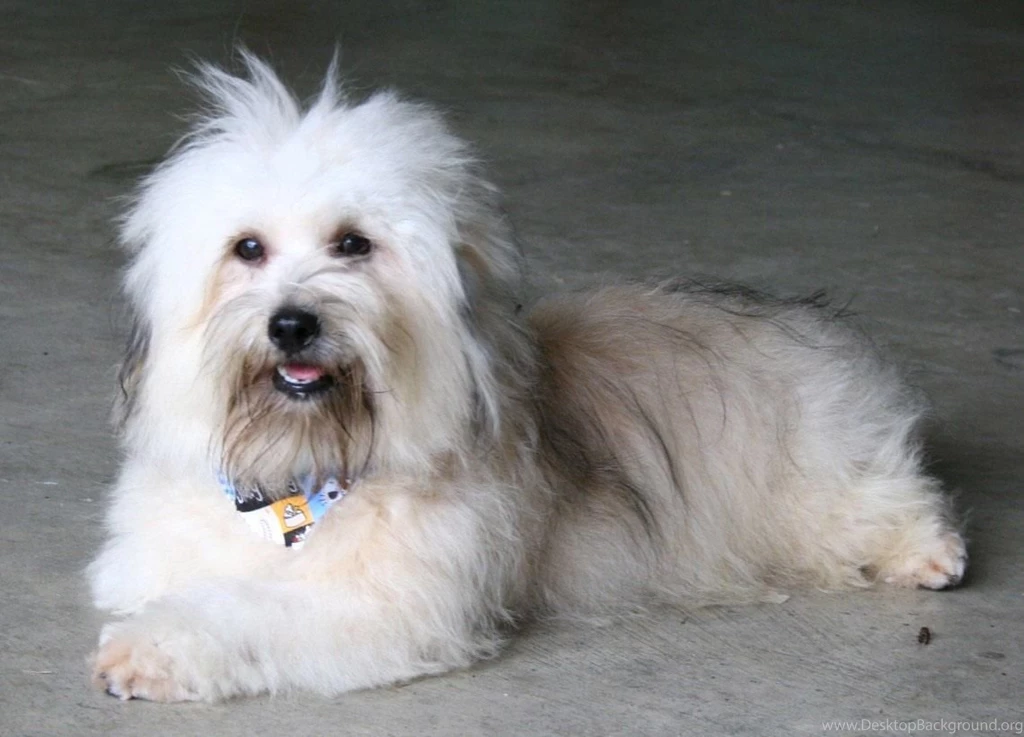 Free Wallpapers Havanese White Cute Dog