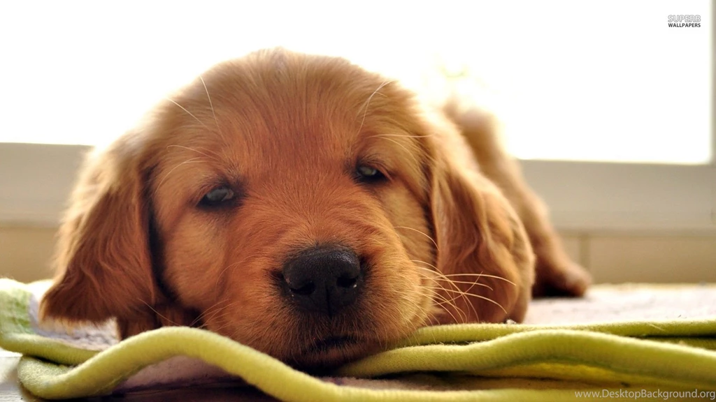 Sleepy Golden Retriever Puppy Wallpapers Animal Wallpapers