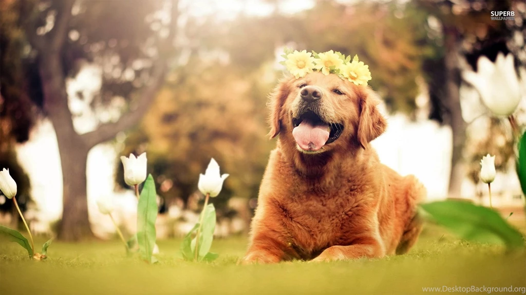 Golden Retriever Puppy Wallpapers Animal Wallpapers