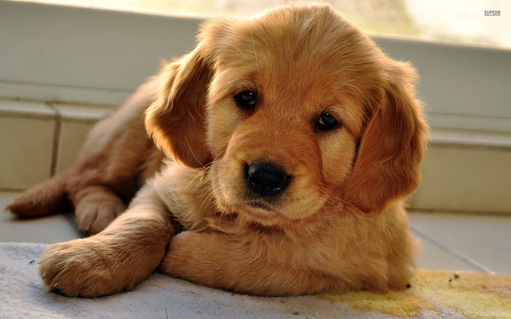 Golden Retriever Puppy Wallpapers Animal Wallpapers