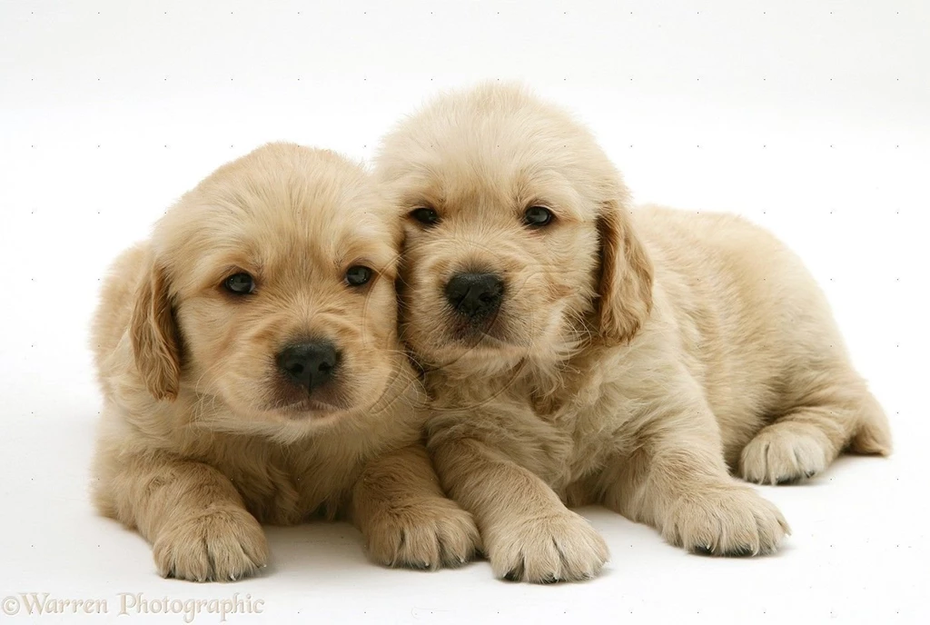 Golden Retriever Puppy Photos The Dog Wallpapers Best The Dog ...