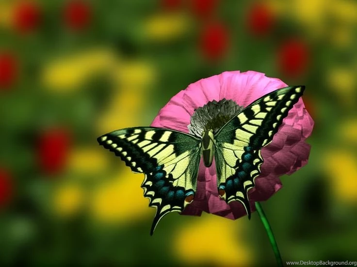 Beautiful Flowers On Pinterest