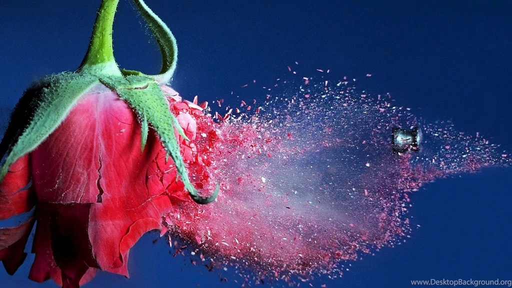 Rose Flower Splash 3D Wallpapers