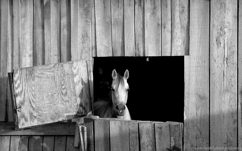 Old Barn Horse Desktop Background