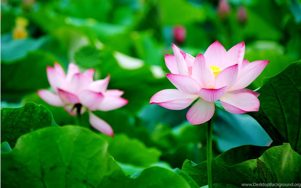 Lotus Flower Wallpapers
