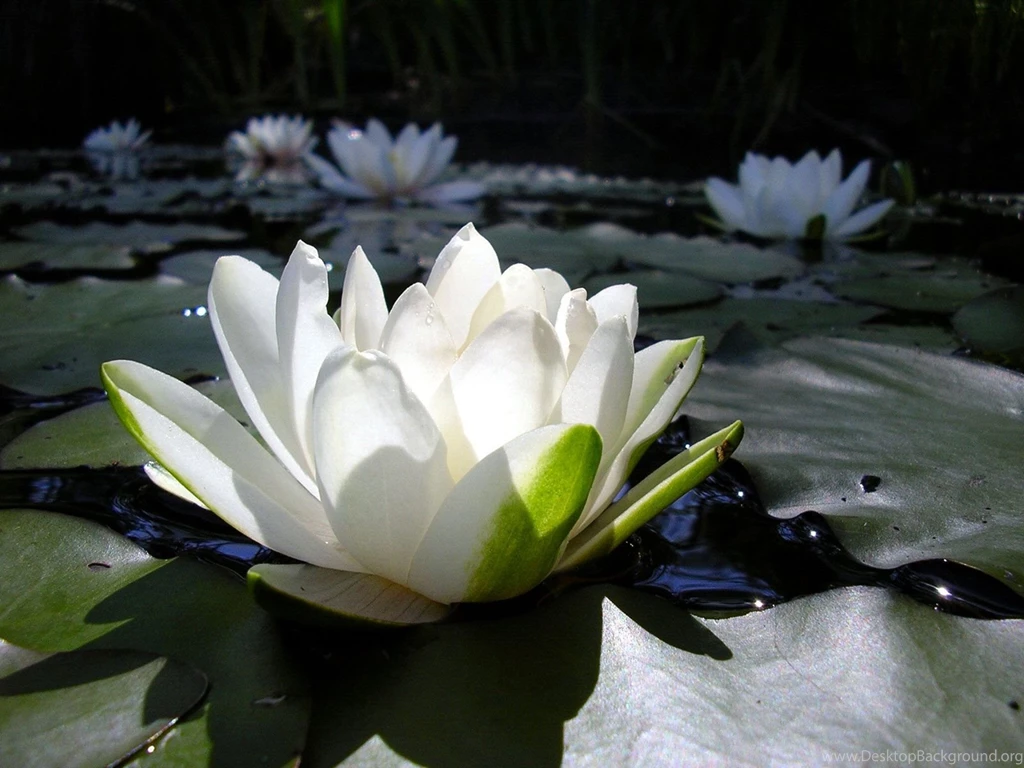 Lotus flower wallpapers.jpg