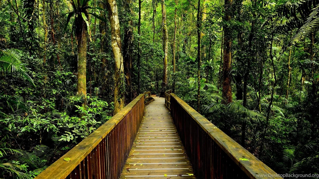 Amazon Rainforest Wallpapers High Definition High Quality