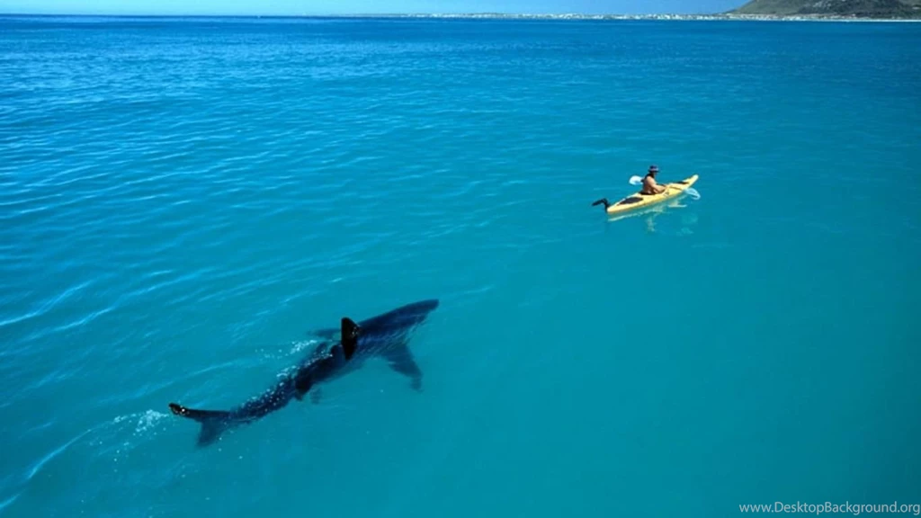 Boat Shark Attack Sea Ocean Nature Hd Wallpapers (