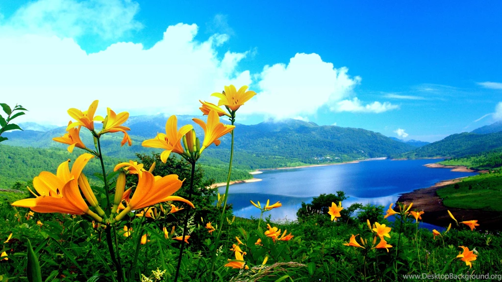 Spring Flower Mountain Nature HD Wallpapers