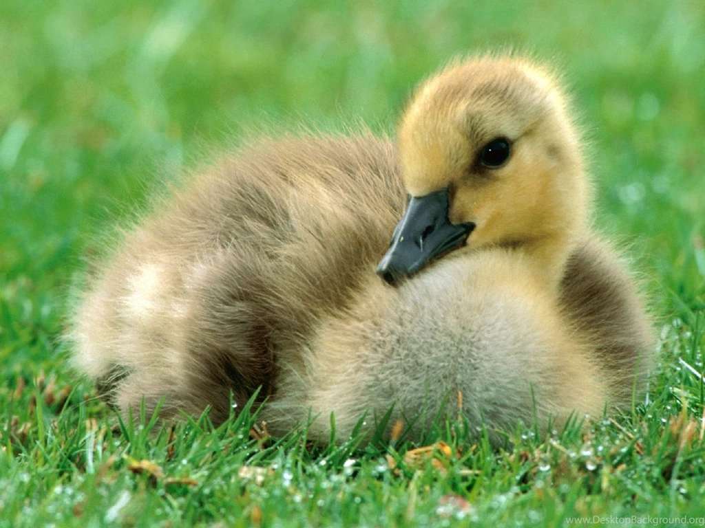 Baby Duck Pet Animal Wallpaper Images HD