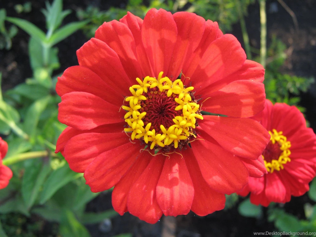 Red Zinnia