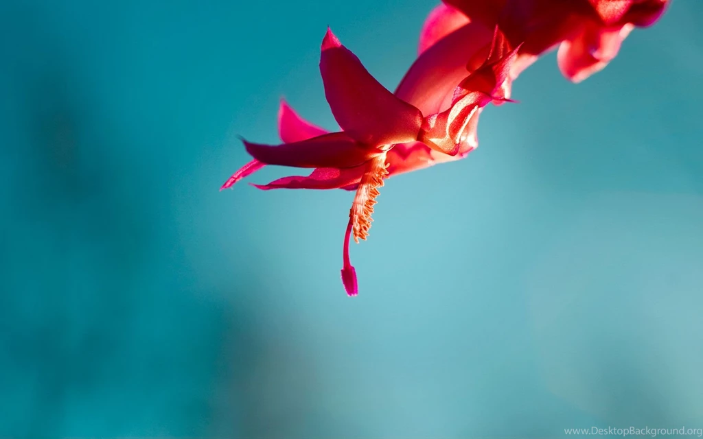 Official Windows 8 Wallpapers