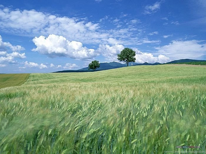 Cornfield Pictures, Wheat Field Scene Wallpapers1 Wallcoo.net