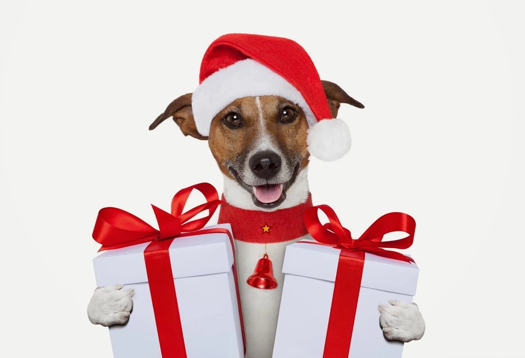 All New Wallpapers : My Christmas Gift For Dog Lovers Wallpapers